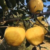 順豐山東維納斯蘋果脆甜無酸當季新鮮水果煙臺維納斯黃金代發(fā)