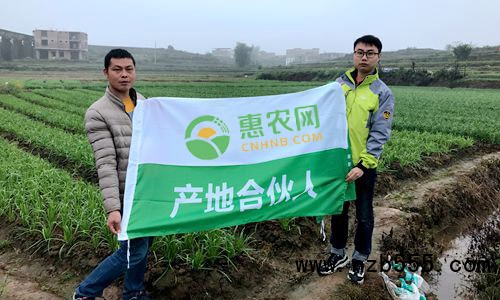 這是一張陳家滿：11個(gè)春秋從&ldquo;門(mén)外漢&rdquo;變&ldquo;韭菜通&rdquo;的配圖