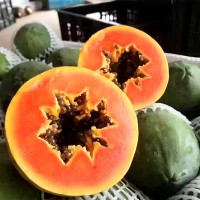 煙味食足現(xiàn)貨廣西木瓜當季新鮮水果香甜可口支持批發(fā)代發(fā)紅心木瓜