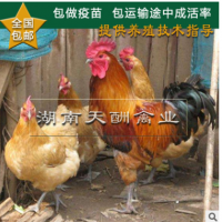 孵化場熱銷 散養(yǎng)土雞 青腳土雞苗 大紅公雞 細腳紅羽雞【包
