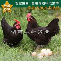 廠家供應 土雞苗 正宗原生態(tài) 散養(yǎng)土雞苗 草雞苗 全國發(fā)貨