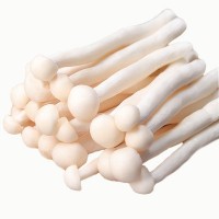 食用海鮮菇 新鮮菌菇類 火鍋食材 新鮮蔬菜 零售批發(fā) 產地直供