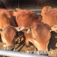 一歲左右的小牛犢現(xiàn)在價(jià)出售 新鮮牛肉 無瘦肉精 牛犢