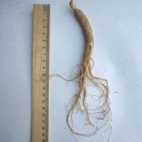 長白山鮮人參 帶土新鮮人參 產地批發(fā)