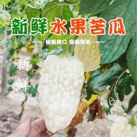 壽光產(chǎn)地蔬菜苦瓜清解蘋(píng)果水果苦瓜果實(shí)飽滿水分充足自種現(xiàn)摘批發(fā) 2件起批