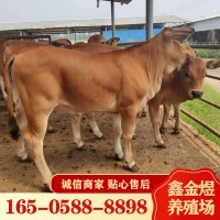 黃牛肉牛犢改良 肉牛價(jià)格怎么樣 養(yǎng)殖批發(fā)牛苗 肉?；钆? onmouseover=