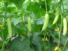 澆好水,種出水靈靈的黃瓜