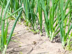 自家種植什么蔬菜容易高產？