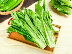 種植油麥菜的最佳時間！選對種植時間，油麥菜才能高產(chǎn)！