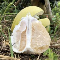 柚子沙田柚廣東梅州沙田柚子非廣西沙甜柚子琯溪蜜柚水果新鮮代發(fā)