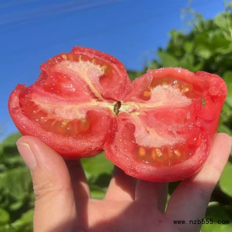 O1CN01Y9O6bi1XmTclYuvOa_!!2200710532966-0-cib