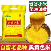山西黃小米正宗晉谷21號小米新小米農家自種繁峙羊肥小米月子米