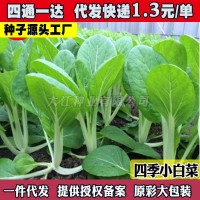 四季小白菜種孑綠葉甜白菜種籽農(nóng)家菜園青菜籽種陽臺盆栽蔬菜種孑