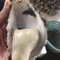 鮮活廣東湛江貝類牡蠣生蠔半殼帶殼100斤商用生蠔地攤燒烤批發