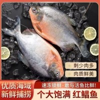 紅鯧魚 整條紅鯧魚 鮮味十足 新鮮 無冰衣 冰鮮冷凍鯧魚新鮮大號