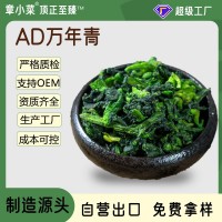 新凈重5g萬年青菜干脫水蔬菜橄欖菜干菜脫水菜心油菜干